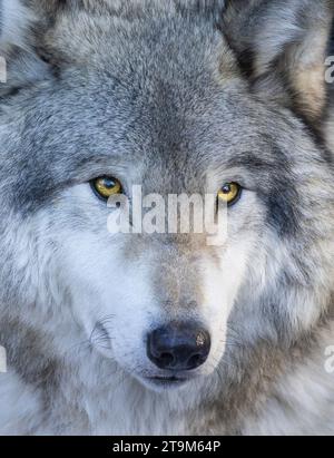 Portrait d'hiver du loup du Nord-Ouest (Canis lupus occidentalis) Banque D'Images