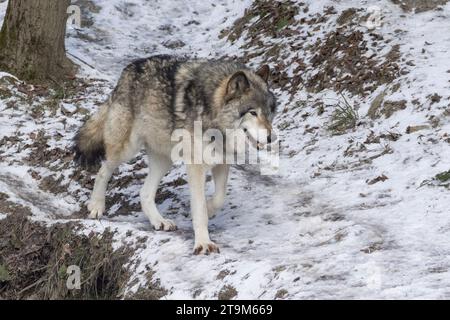 Portrait d'hiver du loup du Nord-Ouest (Canis lupus occidentalis) Banque D'Images