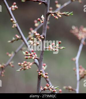 Les bourgeons ont enflé sur l'arbre au début du printemps Banque D'Images