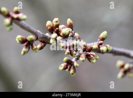 Les bourgeons ont enflé sur l'arbre au début du printemps Banque D'Images