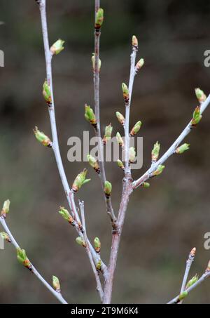 Les bourgeons ont enflé sur l'arbre au début du printemps Banque D'Images