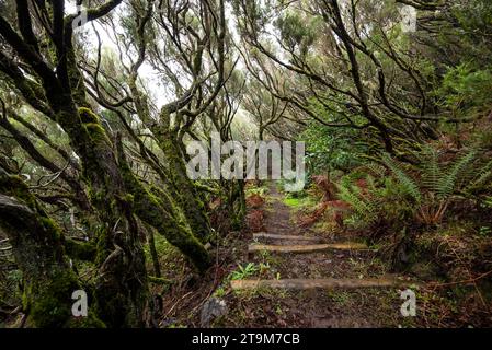 Sentier à travers une forêt brumeuse de bruyère d'arbres couverte de mousse, section de chemin du sentier de randonnée 'Levada do Furado Velho', Madère, Portugal Banque D'Images