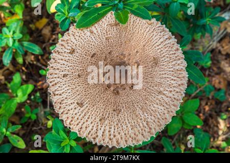 Macrolepiota clelandii (champignon parapluie) poussant dans la forêt Banque D'Images