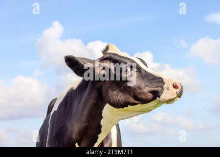 Profil de visage de vache, tête douce regardant vers le haut, nez rose et un ciel bleu avec de petits nuages Banque D'Images