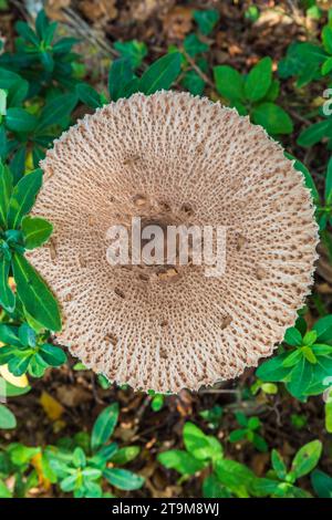 Macrolepiota clelandii (champignon parapluie) poussant dans la forêt Banque D'Images