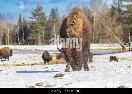 Bison américain (Bison bison), également appelé buffle américain en hiver Banque D'Images