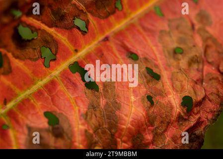 Photo macro d'une feuille d'automne rouge desséchée, convient comme fond naturel Banque D'Images