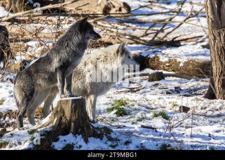 Portrait d'hiver du loup du Nord-Ouest (Canis lupus occidentalis) Banque D'Images