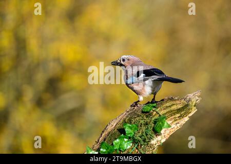 Jay, Garrulus glandarius, perché sur une branche couverte de mousse Banque D'Images