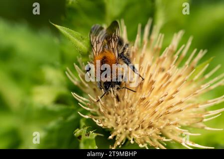 Gros plan d'un bourdon d'arbre (bombus hypnorum) recueillant du pollen d'un chardon jaune en floraison Banque D'Images