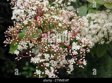 Close-up de fleur sur Red Robin 'Photina x fraseri' arbre standard Banque D'Images