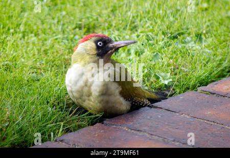 Pic vert femelle (Picus viridis) se nourrissant dans les prairies Banque D'Images