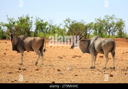 Deux grands Eland (Taurotragus oryx), debout sur les plaines africaines sèches à Etosha. Il s'agit de la deuxième plus grande antilope et peut peser jusqu'à 940 kg. TH Banque D'Images