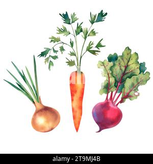 Un ensemble de betteraves, carottes, oignons. Illustration à l'aquarelle. Légumes sains, récolte. Une nutrition adéquate. Soupe Banque D'Images