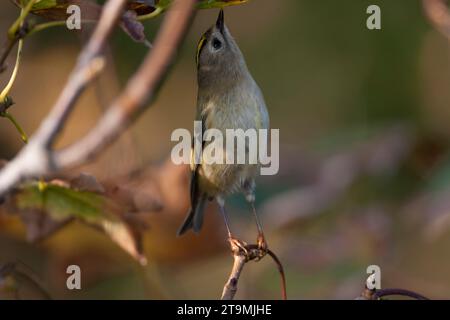 Goldcrest, Regulus regulus, pendant la migration automnale dans les dunes au nord de Katwijk, pays-Bas. Recherche de nourriture sur de minuscules insectes. Banque D'Images