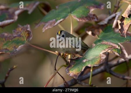 Goldcrest, Regulus regulus, pendant la migration automnale dans les dunes au nord de Katwijk, pays-Bas. Recherche de nourriture sur de minuscules insectes. Banque D'Images