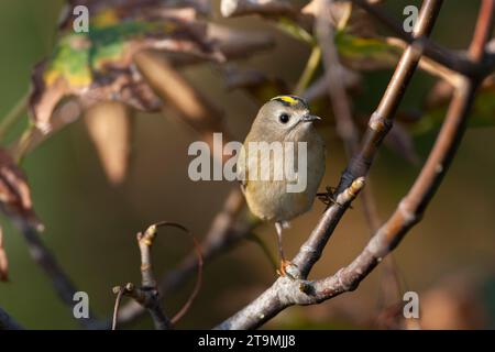 Goldcrest, Regulus regulus, pendant la migration automnale dans les dunes au nord de Katwijk, pays-Bas. Recherche de nourriture sur de minuscules insectes. Banque D'Images