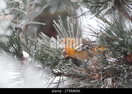 Mâle vagabond du premier hiver Oriole de Baltimore (Icterus galbula) aux pays-Bas. Hivernage à Alkmaar. Deuxième record néerlandais. Banque D'Images