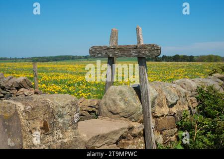 Un montant sur un mur de pierre dans un champ de pissenlits à Dethick, près de Matlock, Derbyshire, Angleterre Banque D'Images