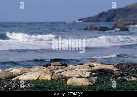 Port de phoque (Phoca vitulina), parc d'État de Marine Gardens, Oregon Banque D'Images