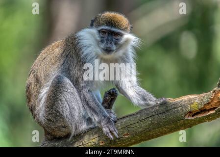 Green Monkey - Chlorocebus aethiops, magnifique singe populaire des forêts et des buissons d'Afrique de l'Ouest, Ethiopie. Banque D'Images