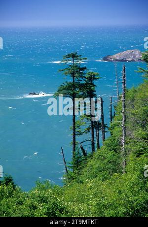 Arbres le long de la côte, Samuel Boardman State Park, Oregon Banque D'Images