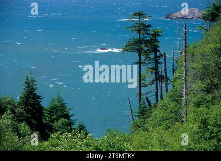 Arbres le long de la côte, Samuel Boardman State Park, Oregon Banque D'Images