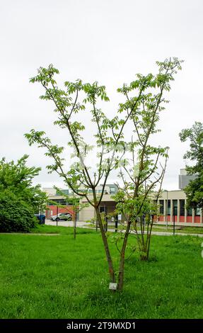 Toxicodendron vernicifluum ou anciennement Rhus verniciflua, également connu sous le nom commun d'arbre de laque chinois. Jardin botanique à Nitra en Slovaquie. Banque D'Images