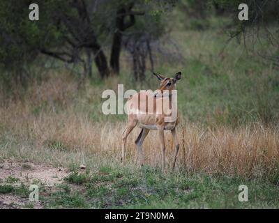 Impala femelle unique (aepyceros melampus) dans le parc national Kruger près de Skukuza, Afrique du Sud. Les jeunes femelles quittent le troupeau, pour rejoindre définitivement un h. Banque D'Images