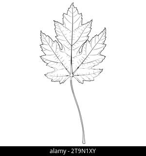 Contour de feuille d'érable argenté, illustration botanique vectorielle. Silhouette de feuille d'érable, page de livre de coloriage. Illustration de Vecteur