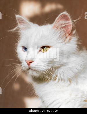 Portrait d'un chat angora turc blanc moelleux avec des yeux différents regardant sur le côté Banque D'Images