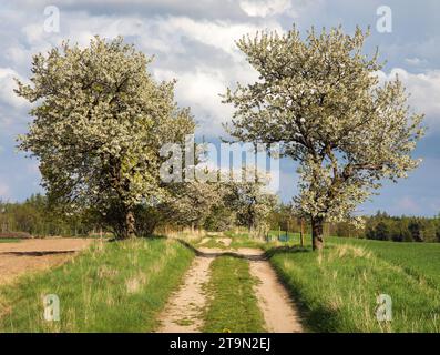 Allée de cerisiers fleuris et chemin de terre, vue printanière Banque D'Images