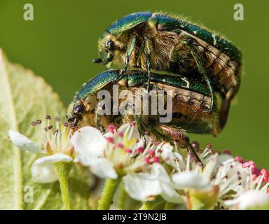 Accouplement de Chafers roses vertes, en latin Cetonia aurata, sur fleur blanche et rouge Banque D'Images