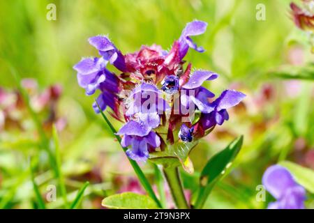 Selfheal ou Self-Heal (prunella vulgaris), gros plan d'une seule plante à fleurs montrant les petites fleurs violettes, isolées de l'arrière-plan. Banque D'Images