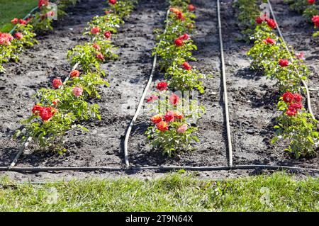 Roses roses dans le jardin. Un buisson de belles roses dans la lumière d'été. Belle plante de rose fleurissant de printemps ou d'été, mise au point sélective Banque D'Images