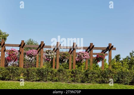 Pétunia, pétunias roses et blanches dans le pot. Jardins communs colorés luxuriants en fleurs dans le parc de la ville. Nom de famille Solanaceae, Nom scientifique Petun Banque D'Images