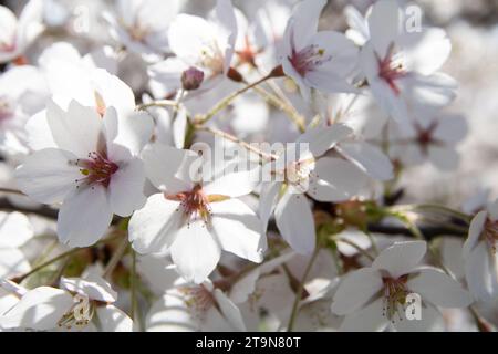 photo, pétales de fleurs, gros plan, cerisier, fleur de cerisier, fond, fleurs blanches, horizontal, plante, nature, printemps, croissance, japon, jardin, p Banque D'Images