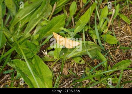Idaea serpentata famille Geometridae genus idaea mite de vague lumineuse insecte nature sauvage papier peint, image, photographie Banque D'Images