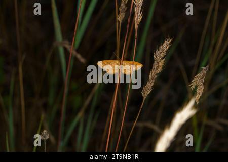 Idaea serpentata famille Geometridae genus idaea mite de vague lumineuse insecte nature sauvage papier peint, image, photographie Banque D'Images