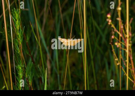 Idaea serpentata famille Geometridae genus idaea mite de vague lumineuse insecte nature sauvage papier peint, image, photographie Banque D'Images