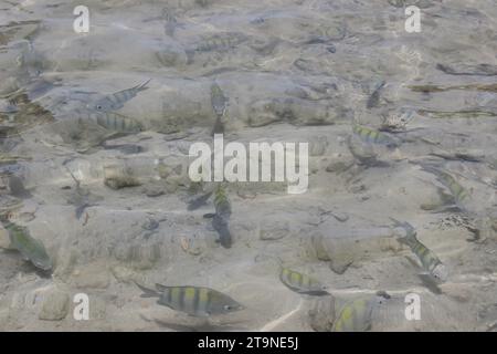 Banc de poissons Abudefduf Saxatilis, de la famille Pomacentridae, connu sous le nom de Castanheta-das-Rochas ou sergent major, originaire de tous les tropiques et subtropis Banque D'Images