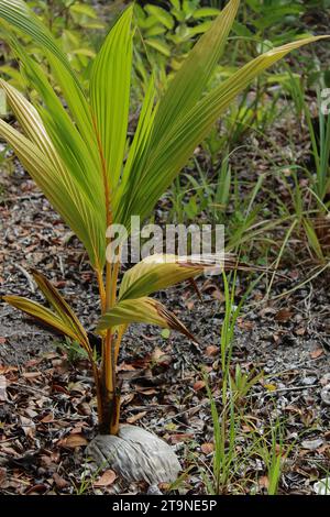 Germination spontanée de semis de cocotier à partir de noix de coco dans son habitat naturel, dans une région côtière de Vila Morro de São Paulo, Bahia, Brésil. Banque D'Images