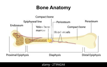 Concept de vecteur d'anatomie osseuse Illustration de Vecteur