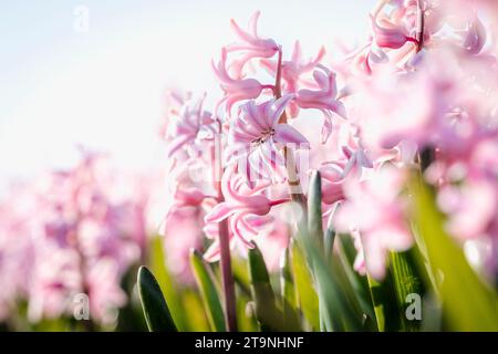 Champs pleins de jacinthes roses dans le Bollenstreek, une région aux pays-Bas avec beaucoup de champs avec des fleurs de bulbe colorées. Banque D'Images