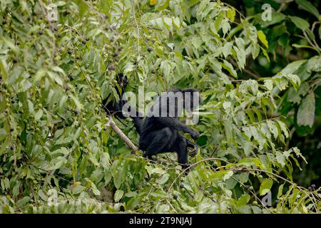 Singe noir Spyder avec Cub, Manu NP, Madre de Dios, Pérou Banque D'Images