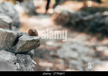 Coquille d'un escargot sur le rocher. Maison vide visible d'un escargot brun dans l'environnement méditerranéen et par une journée ensoleillée. Banque D'Images