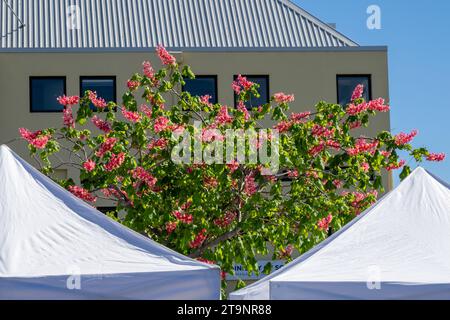 Belles fleurs en fleurs au Nelson New Zealand Farmers Market Banque D'Images