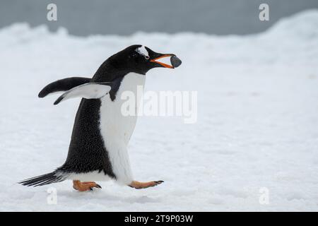 Antarctique, Brown Bluff. Pingouin Gentoo avec pierre de nidification, comportement de cour. Banque D'Images
