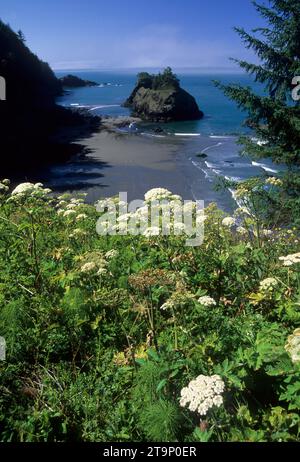 Vue depuis le point de vue d'Arch Rock, le parc national Samuel Boardman, Oregon Banque D'Images