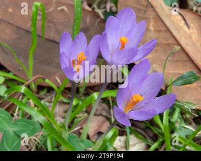 Fleurs de crocus violet avec étamines orange vif dans le jardin d'automne. Colchicum autumnale ou plante à fleurs de safran de prairie. Banque D'Images